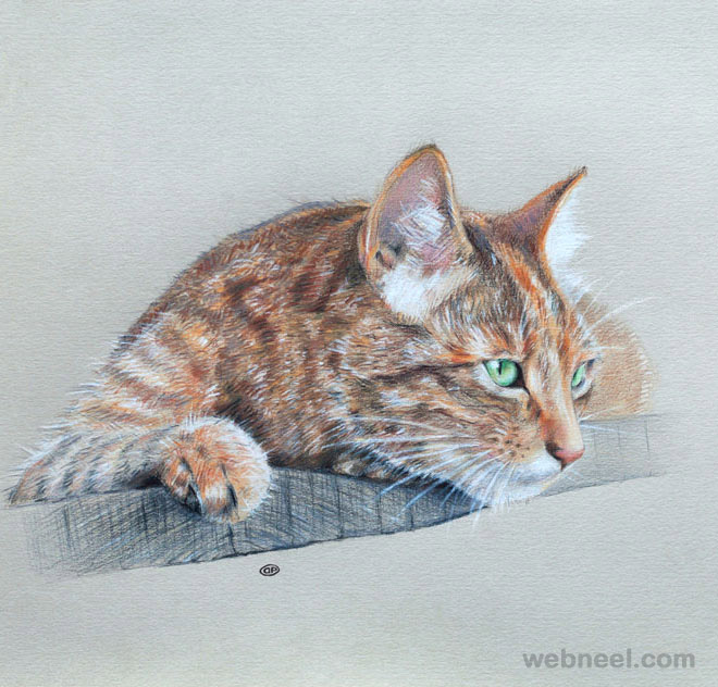 cat color pencil drawings